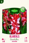 Bulbes à fleurs à planter au printemps - Glaïeuls Grande Fleur Zizanie (x8) - face recto
