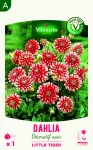 Bulbes à fleurs à planter au printemps - Dahlia Décoratif nain Little Tiger (x1) - face recto