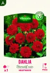 Bulbes à fleurs à planter au printemps - Dahlia Décoratif nain Heatwave (x1) - face recto
