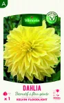 Bulbes à fleurs à planter au printemps - Dahlia décoratif à fleur géante Kelvin Floodlight XXL (x1) - PACKAGING_RECTO