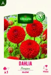Bulbes à fleurs à planter au printemps - Dahlia pompon Glow (x1) - face recto