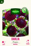 Bulbes à fleurs à planter au printemps - Dahlia pompon natal (x1) - PACKAGING_RECTO