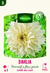 Bulbes à fleurs à planter au printemps - Dahlia décoratif à fleur géante Café au lait XXL (x1) - PACKAGING_RECTO
