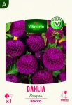 Bulbes à fleurs à planter au printemps - Dahlia pompon Rocco (x1) - face recto