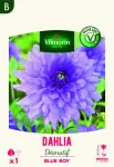 Bulbes à fleurs à planter au printemps - Dahlia Décoratif Blue boy (x1) - face recto