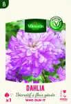 Bulbes à fleurs à planter au printemps - Dahlia décoratif à fleur géante Who Dun It XXL (x1) - face recto