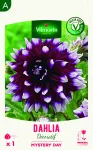 Bulbes à fleurs à planter au printemps - Dahlia Décoratif Mystery Day (x1) - face recto
