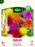 Bulbes à fleurs à planter au printemps - Dahlia Cactus nain en Mélange (x5) - Promo - face recto