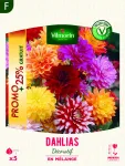 Bulbes à fleurs à planter au printemps - Dahlia décoratif en Mélange (x5) - PACKAGING_RECTO
