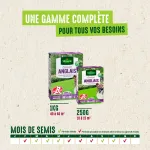 Anglais - Gazon Anglais Label Rouge - 250 g - image