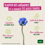 Bulbes à fleurs à planter à l'automne - Anémone De Caen En Mélange (x15) - image