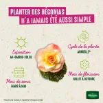 Bulbes à fleurs à planter au printemps - Bégonia Grande fleur en Mélange (x8) - image