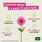 Bulbes à fleurs à planter au printemps - Dahlia pompon natal (x1) - image