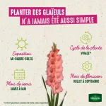 Bulbes à fleurs à planter au printemps - Glaïeuls Grande Fleur en Mélange (x30) + 20% Offert - image