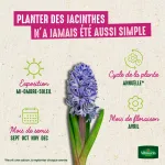 Bulbes à fleurs à planter à l'automne - Jacinthe Orientale en Mélange (x10) + 25% Offert - image