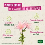 Bulbes à fleurs à planter au printemps - Lis Asiatique Blanc (x3) - image