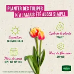 Bulbes à fleurs à planter à l'automne - Tulipe Triomphe en Mélange (x25) - image