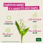 Bulbes à fleurs à planter au printemps - Muguet Convallaria Majalis (x5) - image