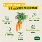 Potagères - Carotte Nantaise Améliorée 3 - BIO - Grand Modèle - image