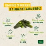 Potagères - Cornichon Hokus HF1 - BIO - image