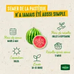 Potagères - Pastèque Sugar Baby - image