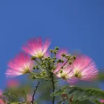 Arbres - Arbre à Soie (Albizia) - Bonheur - image