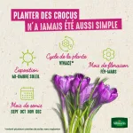 Bulbes à fleurs à planter à l'automne - Crocus Vernus En Mélange (x30) - image