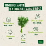 Aromatiques - Aneth Officinal - image