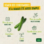 Potagères - Concombre Marketer - image