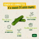 Potagères - Courgette Verte Non Coureuse d'Italie - image