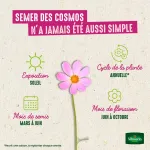 Fleurs - Cosmos Sensation Varié - image