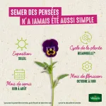Fleurs - Pensée Géante Suisse Variée - image