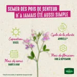 Fleurs - Pois de Senteur Spencer Varié - Grand Modèle - image