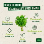 Aromatiques - Persil Commun 2 - image