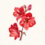 Amaryllis