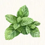 Menthe