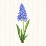 Muscari