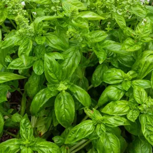 Basilic Genovese - BIO