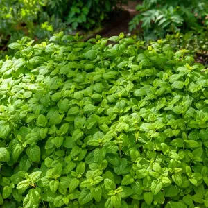 Mélisse Officinale
