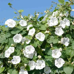 Ipomée Géante Blanche