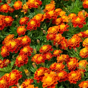 Œillet d'Inde Carmen