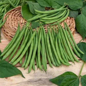 Haricot Nain Vert Bravo - 20 m