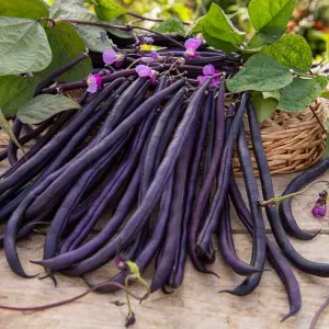 Haricot Grimpant Violet Mélissa - 20 m