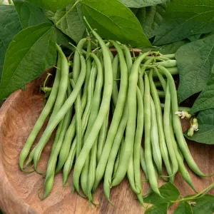 Haricot Nain Vert Argus