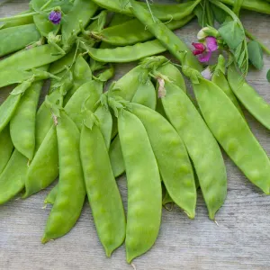 Pois Mangetout Corne de Bélier - 20 m