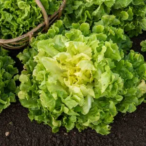 Chicorée Scarole Blonde à Cœur Plein - BIO