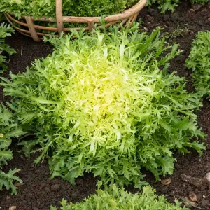 Chicorée Frisée Très Fine Maraîchère 3