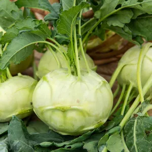 Chou Rave Blanc Hâtif de Vienne - Légumes d'Autrefois