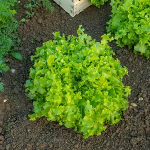 Laitue à Couper Salad Bowl Verte - BIO