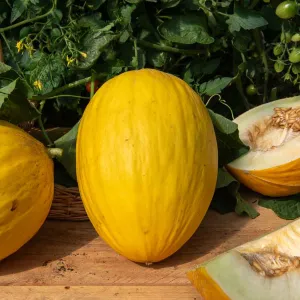 Melon Jaune Canari 3 - Cuisine du Monde